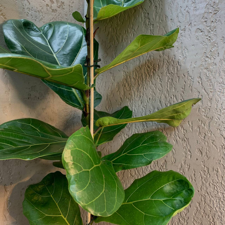 Фикус Лирата D17