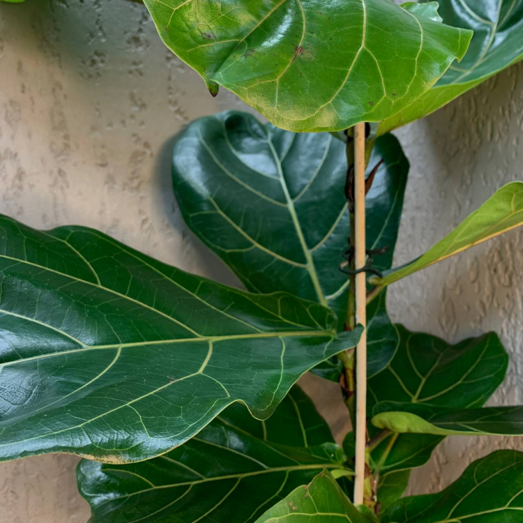 Фикус Лирата D17