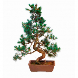 Бонсай Сосна - «Величие Японии»