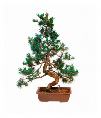 Бонсай Сосна - «Величие Японии»