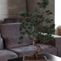 Бонсай Сосна - «Величие Японии» Бонсай Сосна - «Величие Японии»