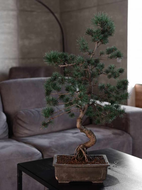 Бонсай Сосна - «Величие Японии» Бонсай Сосна - «Величие Японии»