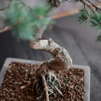 Бонсай Сосна - «Величие Японии» Бонсай Сосна - «Величие Японии»