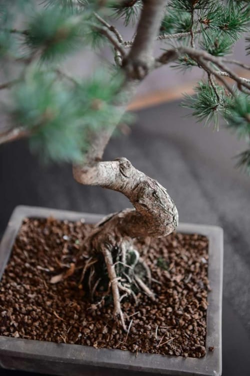 Бонсай Сосна - «Величие Японии» Бонсай Сосна - «Величие Японии»