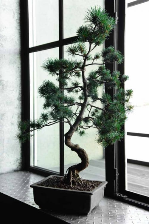 Бонсай Сосна - «Величие Японии» Бонсай Сосна - «Величие Японии»