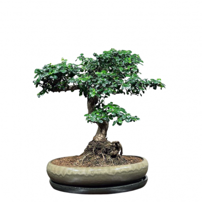 Бонсай Кармона - «Огромный Экземпляр»