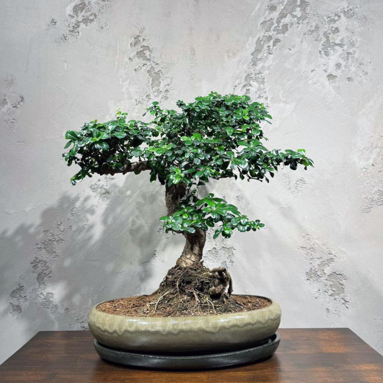 Бонсай Кармона - «Огромный Экземпляр»