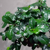 Бонсай Кармона - «Огромный Экземпляр»