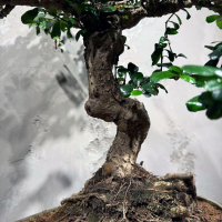 Бонсай Кармона - «Огромный Экземпляр»