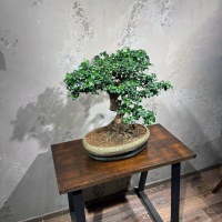 Бонсай Кармона - «Огромный Экземпляр»