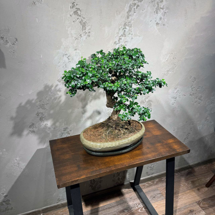 Бонсай Кармона - «Огромный Экземпляр»