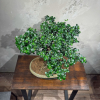 Бонсай Кармона - «Огромный Экземпляр»