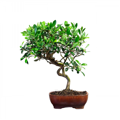 Бонсай Олива Europea 15 лет