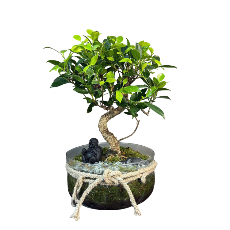 Флорариум с Бонсай Баньян
