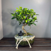 Флорариум с Бонсай Баньян