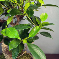 Флорариум с Бонсай Баньян