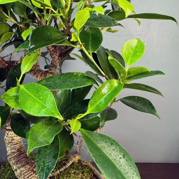 Флорариум с Бонсай Баньян