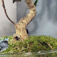 Флорариум с Бонсай Баньян