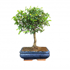 Бонсай - Вяз с прямым стволом