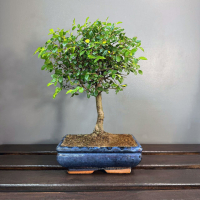 Бонсай - Вяз с прямым стволом