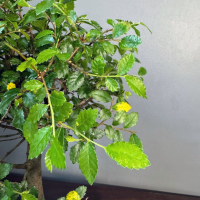 Бонсай - Вяз с прямым стволом