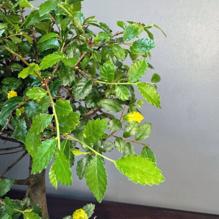 Бонсай - Вяз с прямым стволом