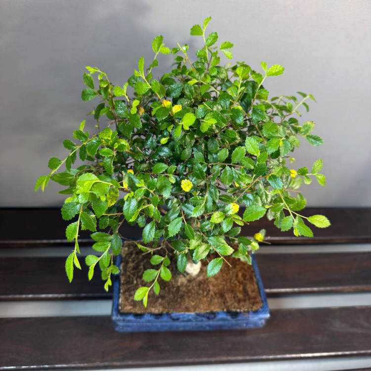 Бонсай - Вяз с прямым стволом