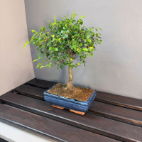 Бонсай - Вяз с прямым стволом