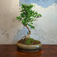 Бонсай Кармона в овальной плошке 25 лет