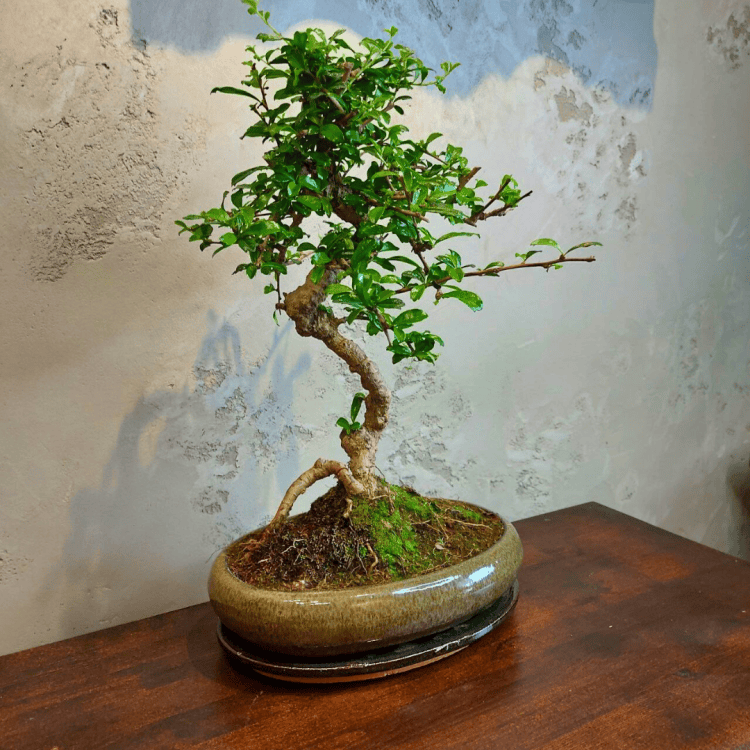 Бонсай Кармона в овальной плошке 25 лет