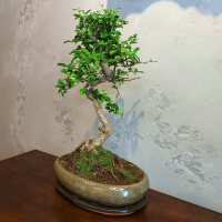 Бонсай Кармона в овальной плошке 25 лет