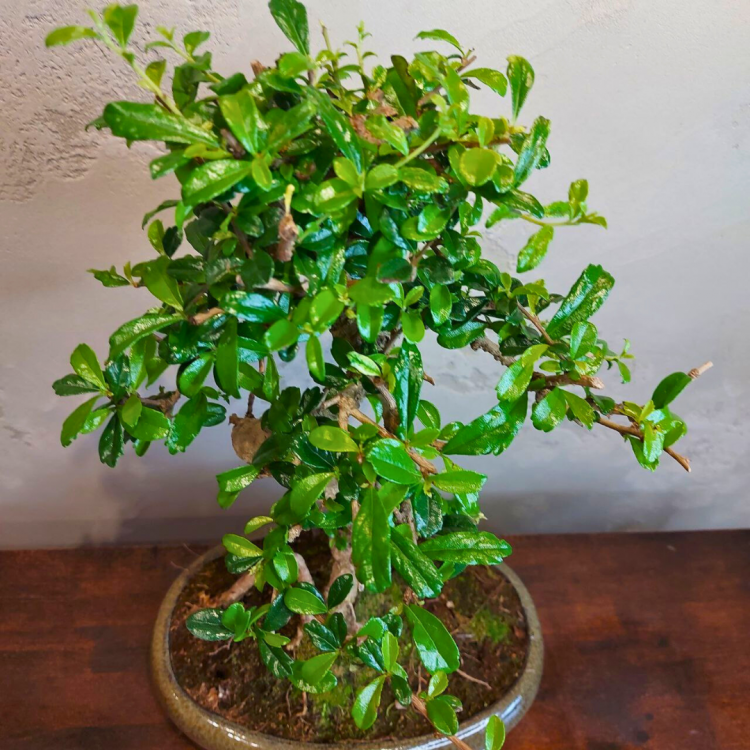 Бонсай Кармона в овальной плошке 25 лет