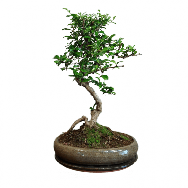 Бонсай Кармона в овальной плошке 25 лет
