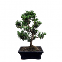 Бонсай Подокарпус 15 лет