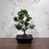 Бонсай Подокарпус 15 лет