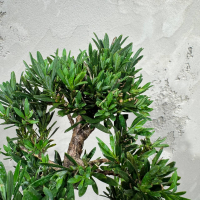 Бонсай Подокарпус 15 лет