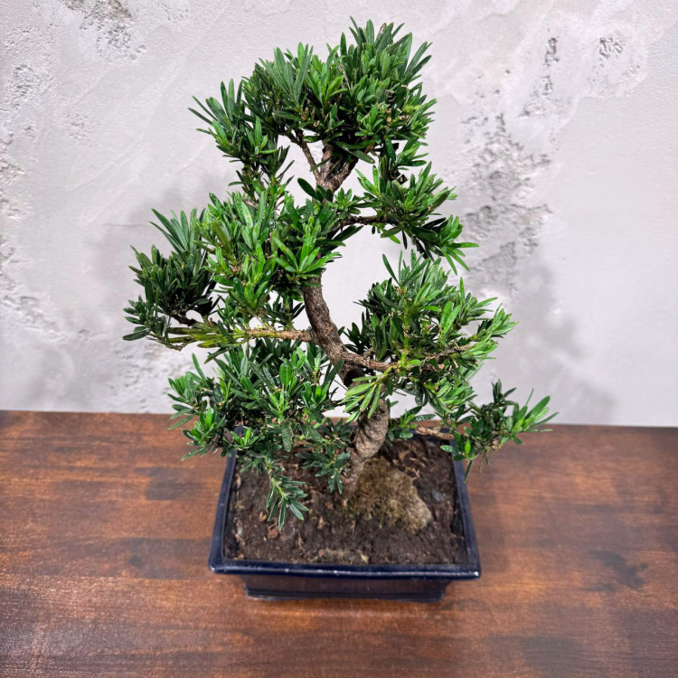 Бонсай Подокарпус 15 лет