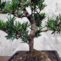 Бонсай Подокарпус 15 лет