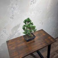 Бонсай Подокарпус 15 лет