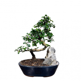 Бонсай Кармона со скалой 25 лет