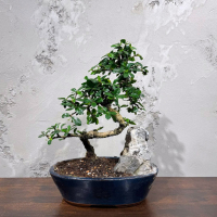 Бонсай Кармона со скалой 25 лет Бонсай Кармона со скалой 25 лет