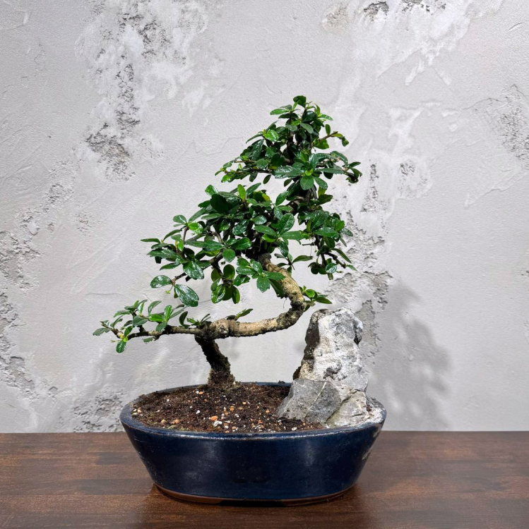 Бонсай Кармона со скалой 25 лет Бонсай Кармона со скалой 25 лет