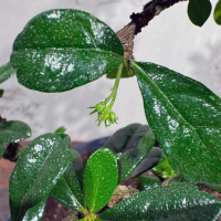 Бонсай Кармона со скалой 25 лет Бонсай Кармона со скалой 25 лет