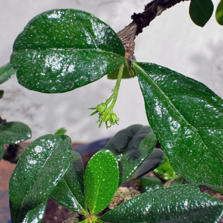 Бонсай Кармона со скалой 25 лет Бонсай Кармона со скалой 25 лет