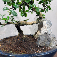 Бонсай Кармона со скалой 25 лет Бонсай Кармона со скалой 25 лет