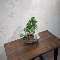 Бонсай Кармона со скалой 25 лет Бонсай Кармона со скалой 25 лет