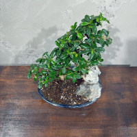 Бонсай Кармона со скалой 25 лет Бонсай Кармона со скалой 25 лет