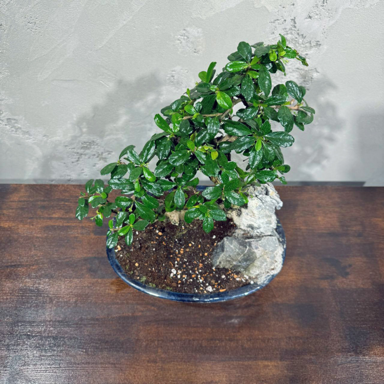 Бонсай Кармона со скалой 25 лет Бонсай Кармона со скалой 25 лет