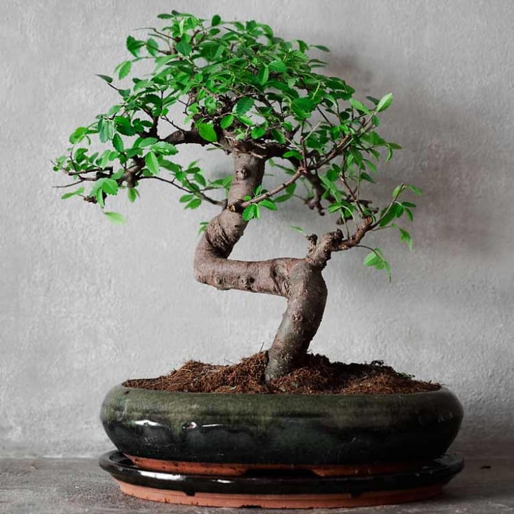 Бонсай Вяз 18 лет Бонсай Вяз 18 лет