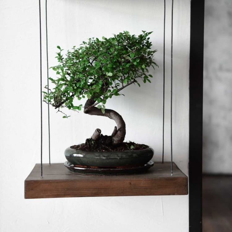 Бонсай Вяз 18 лет Бонсай Вяз 18 лет